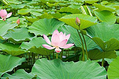 《英灵神殿》新更新预览视频 第三季度推出